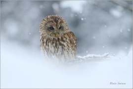 <p>PUŠTÍK OBECNÝ (Strix aluco) sokolnicky vedený /Tawny owl -Waldkauz/</p>